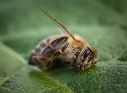 Foto: iStock