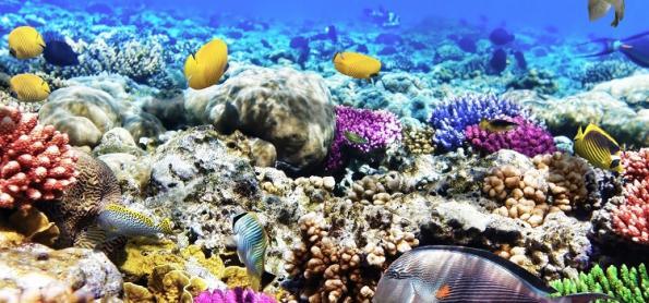 Unesco descobre um dos maiores recifes de corais do mundo