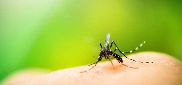 Clima de verão favorece o desenvolvimento de mosquito da dengue