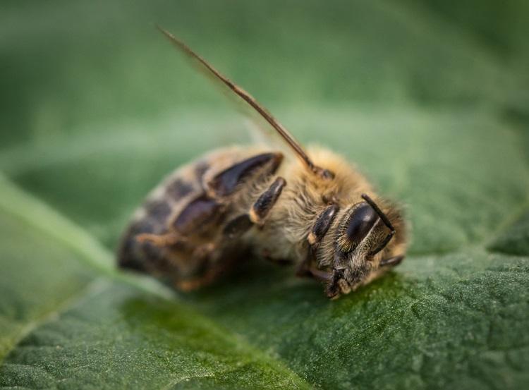 Foto: iStock 