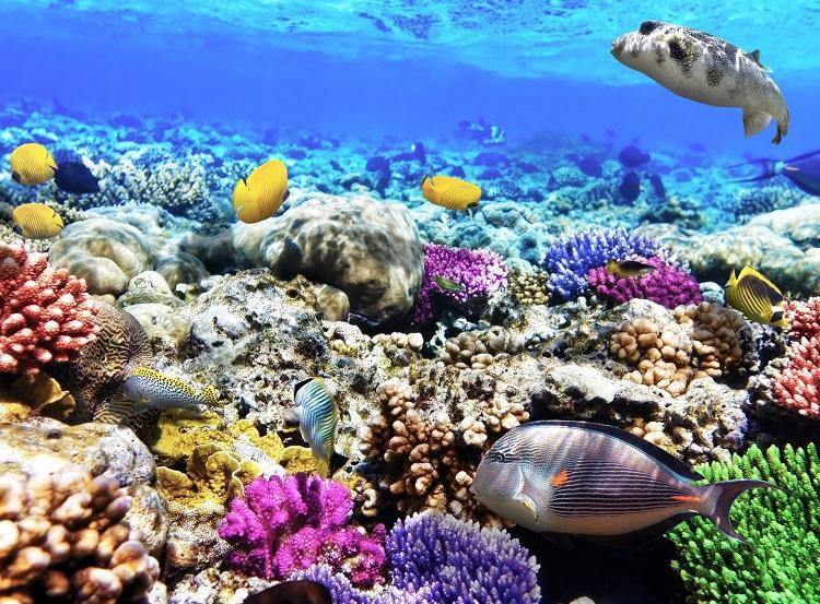 Brasil tem terceiro maior sistema de recifes de coral do mundo