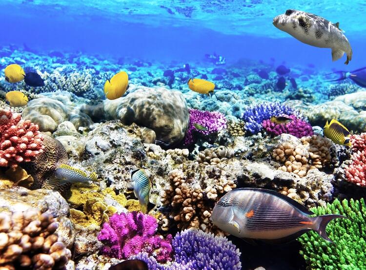 Unesco descobre um dos maiores recifes de corais do mundo