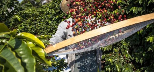 Safra 2023 de café indica uma produção de 54,94 milhões de sacas
