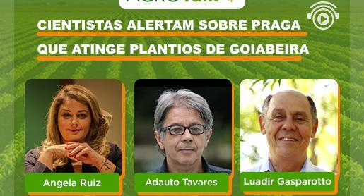 Cientistas alertam sobre praga que atinge plantios de goiabeira