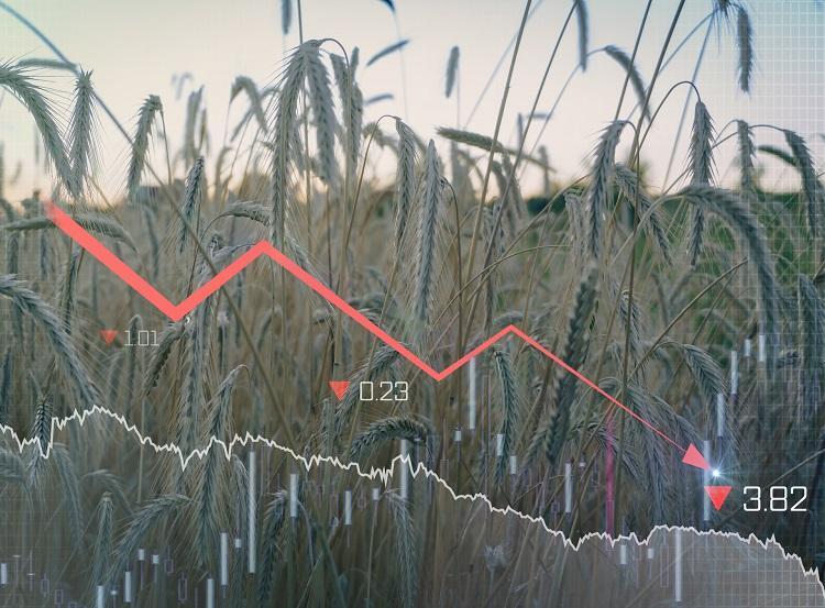 Guerra entre Rússia e Ucrânia reduz oferta de fertilizante e reduz safras (Foto: Getty Imagens)