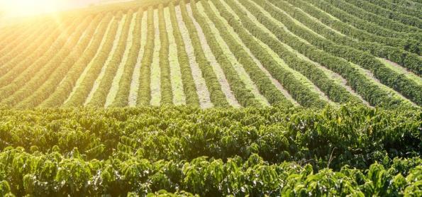 Produtividade da lavoura de café cresce 38% em 10 anos