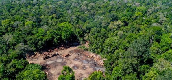Desmatamento global cai, mas florestas ainda estão ameaçadas