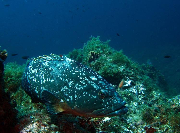 O peixe mero pode chegar a 3m de comprimento e mais de 400 kg (Foto: Getty Imagens