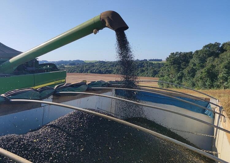 Clima chuvoso prejudicou safra de café no Paraná; plantio de soja