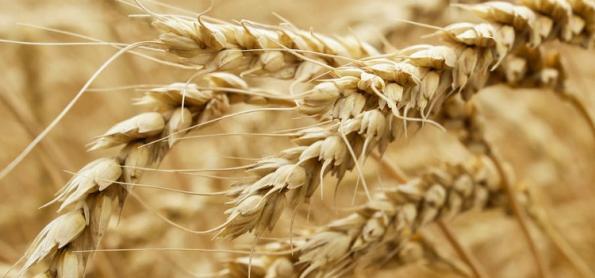 Produção de trigo no BR cresceu 76%, nos últimos 5 anos