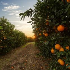 Clima desfavorável impacta laranja de Caxias do Sul 