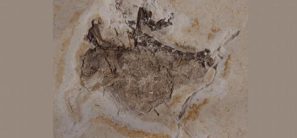 Museu alemão tem que devolver fóssil de dinossauro ao Brasil