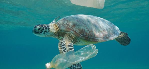 Julho sem plástico visa combater o impacto do lixo no oceano