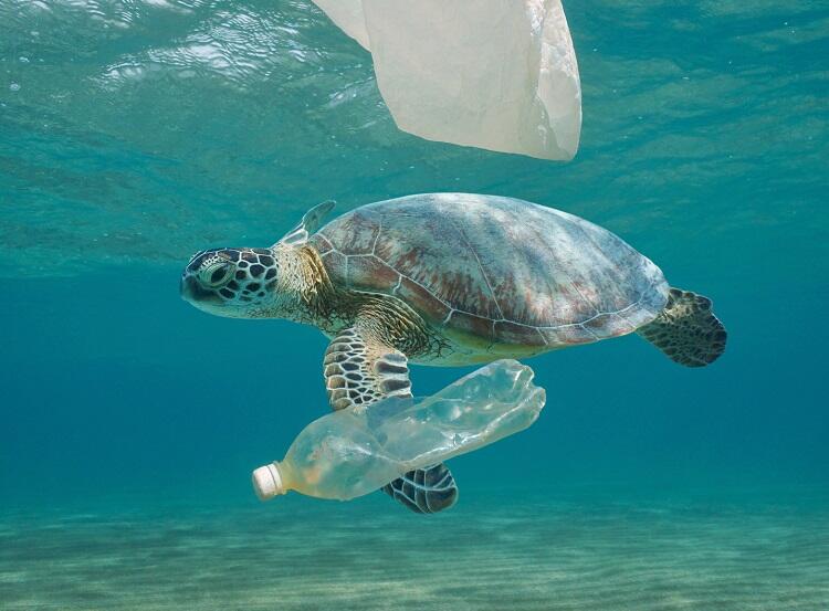 Julho sem plástico visa combater o impacto do lixo no oceano | Climatempo