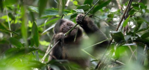 OMS condena ataques a macacos no Brasil por medo de varíola