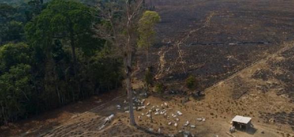 Brasil perdeu 13% da vegetação nativa nos últimos 37 anos