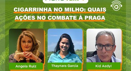 Cigarrinha no milho: quais ações no combate à praga?