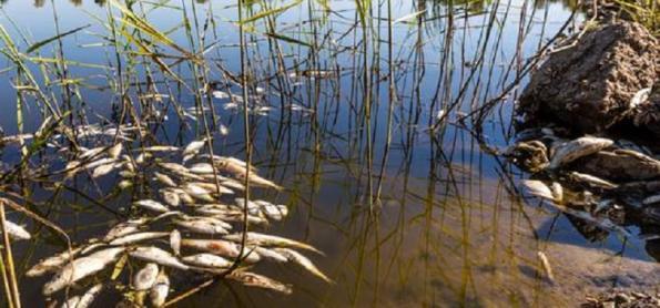 A misteriosa morte em massa de peixes na fronteira alemã