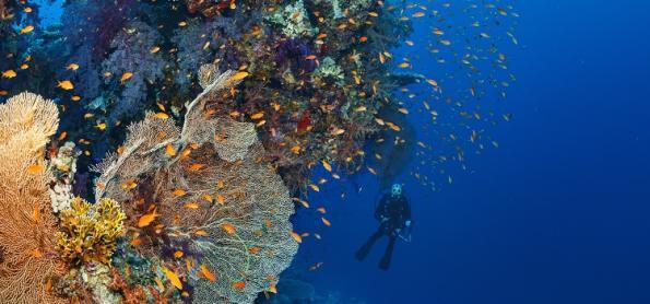 ONU negocia acordo para conter superexploração do oceano
