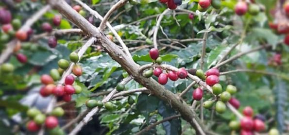 Clima adverso influenciou a produtividade do café