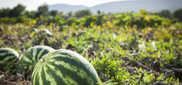 Calor de demanda retraída influencia queda de preço da melancia