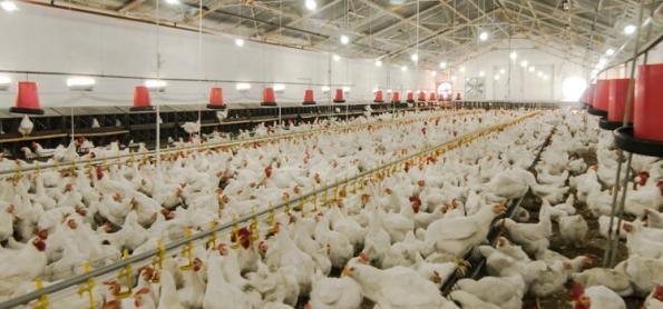 Brasil continua livre da Influenza Aviária