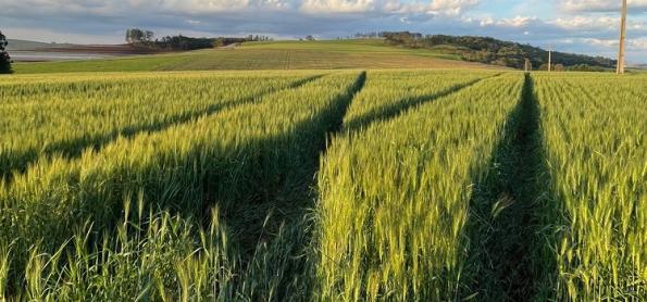 SP registra safra recorde de 400 mil toneladas de trigo em 2022