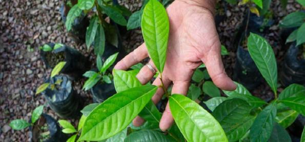 Importância da sustentabilidade para a economia do  Brasil