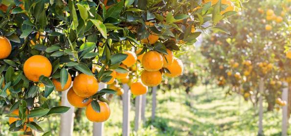 Exportações de suco de laranja em crescimento 