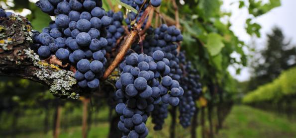 Mudança climática está transformando indústria do vinho