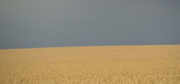 Umidade alta preocupa produtor de trigo 