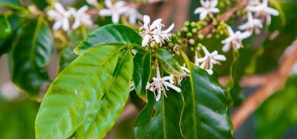 Cafeicultores mineiros estão de olho no clima 