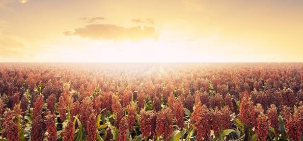Diante da seca, produtor investe no cultivo de sorgo