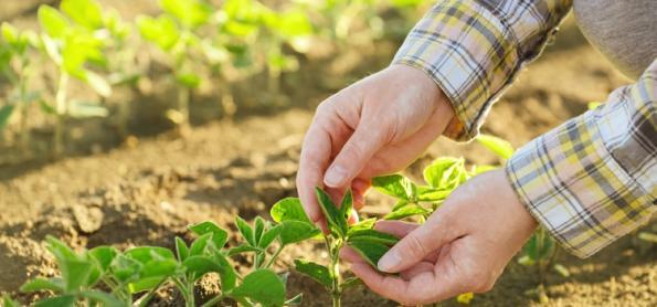 Área plantada com soja avança em Mato Grosso do Sul  