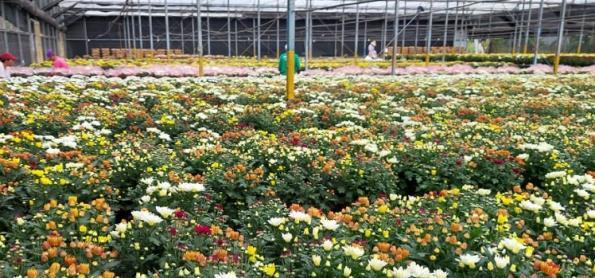 Finados: Projeção indica crescimento na venda de flores 