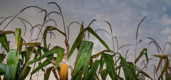 Zoneamento do milho 2ª safra ajuda reduzir risco climático 