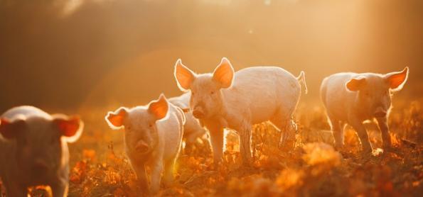 Exportações de carne suína alcançam 102,7 mil tons em setembro