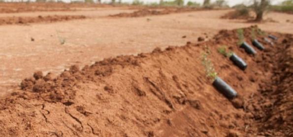 Microplásticos na agricultura contaminam o solo e ameaçam saúde humana