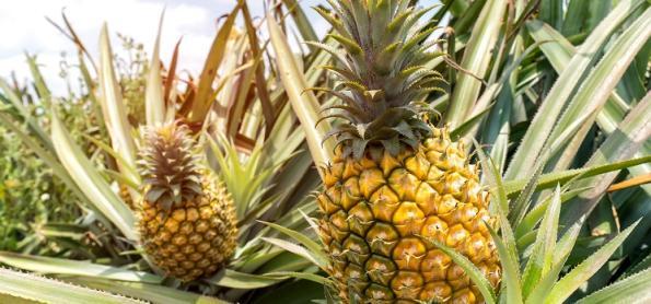 Assentamento na Bahia é destaque na produção de abacaxi