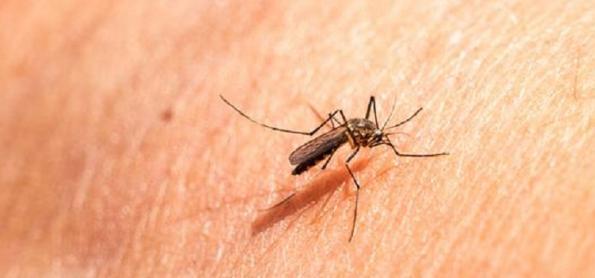 Existem peles mais propensas a atrair mosquitos, diz estudo