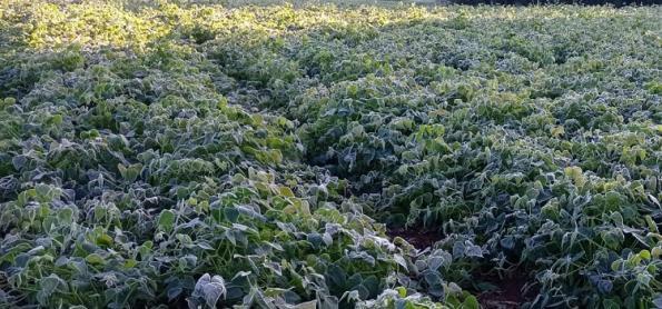 Temperatura baixa pode afetar produtividade do feijão 1ª safra