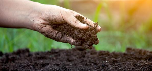 Produtora melhora fertilidade do solo e aumenta a produtividade