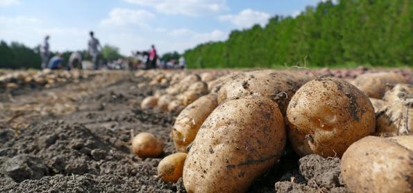 Colheita de batata pode ter incremento de mais de 380 sc/ha