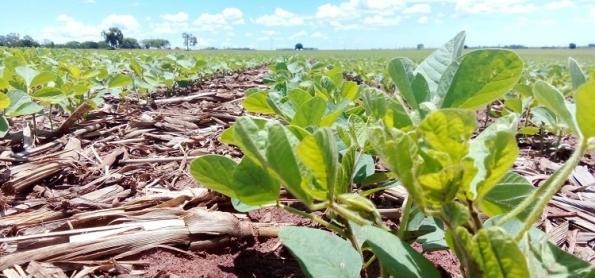 Soja alcança 66,0% da área brasileira semeada