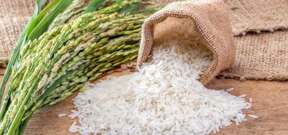 Baixa temperatura interfere no desenvolvimento do arroz no Sul