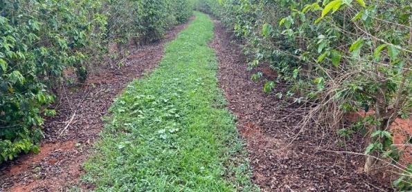 Início dos frutos marca a fase de desenvolvimento do café em MG