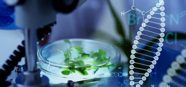 Sementes enviadas ao espaço em busca de plantas mais resistentes