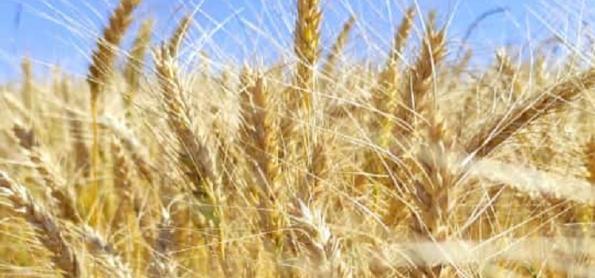 Clima favorece avanço da colheita do trigo no Paraná