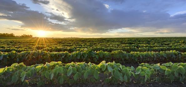 Plantio da soja avança devagar no Mato Grosso do Sul 