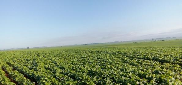 Paraná registra bom desenvolvimento da soja